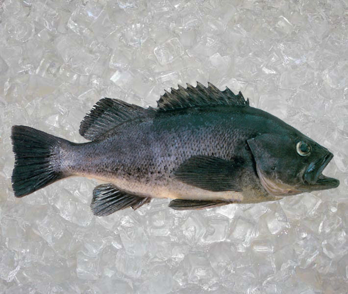 Seafood Usa Round Fish Black Cod Theodore