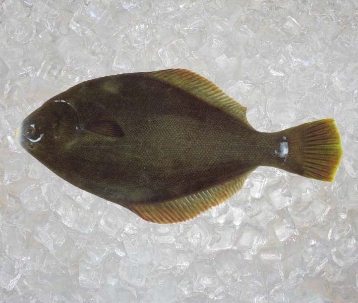 Seafood Farm raised Yellowbelly Flounder Theodore