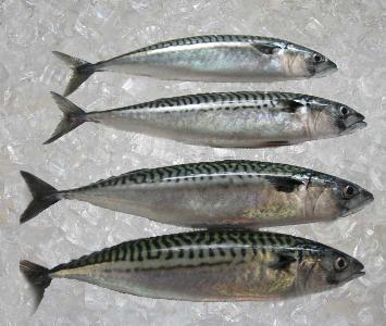 Mackerel