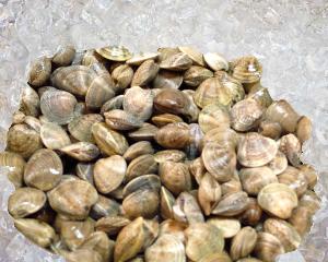 Carpet Clams - Palourde