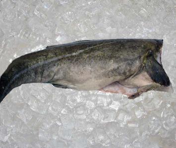 Atlantic Cod