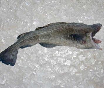 Cod Fish