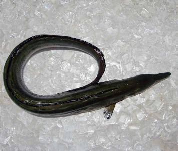 Conger Eel