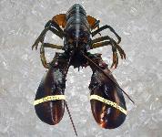 European / Brittany Lobster