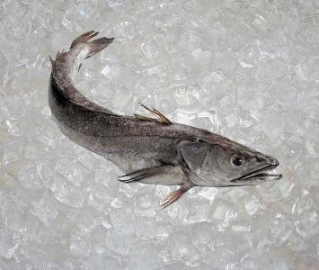 Hake