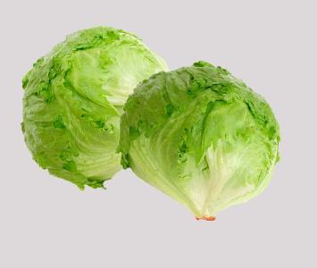 Iceberg Lettuce
