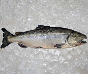 King Salmon