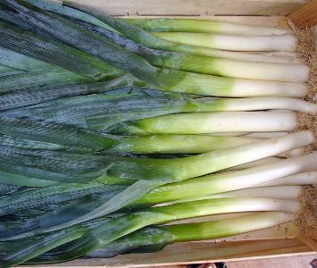 Leek New Crop