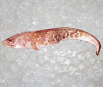 Seafood | Usa | Ling Fish | Theodore