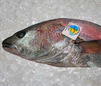 Meagre - Line Caught