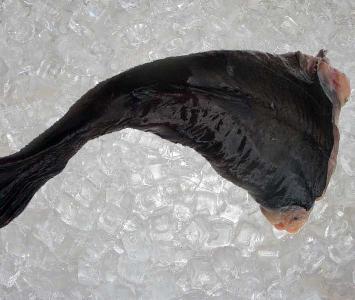 Monkfish