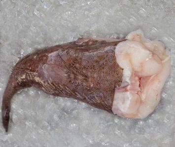 Monkfish
