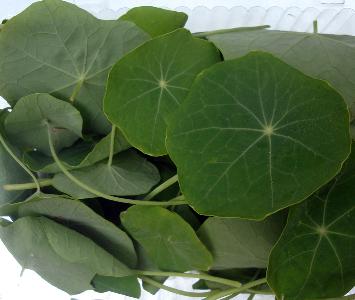 Nastarium Leaves