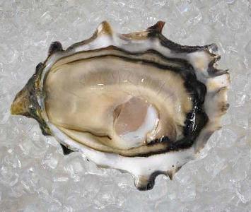 Pacific Rock Oyster