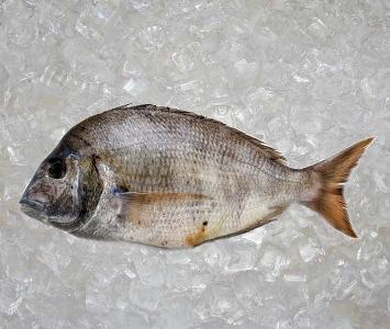 Porgy - Scup