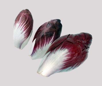 Red Endive / Chicory
