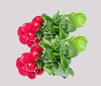 Red Radish Bunch 