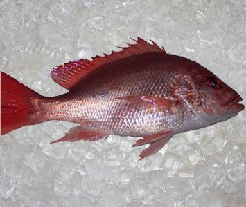 Red Snapper - American