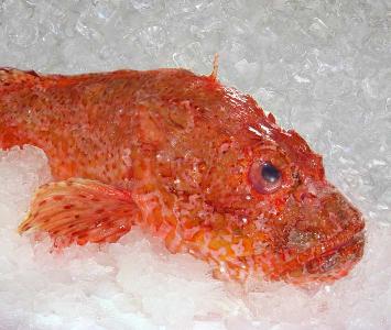 Scorpion Fish