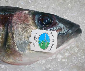 Sea Bass - Line Caught