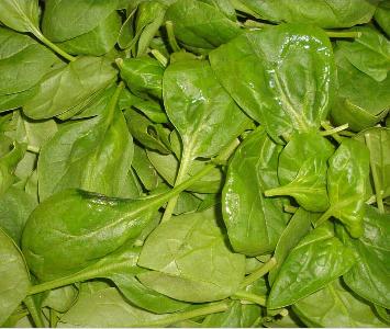 Spinach - young Salad