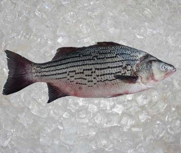 Striped Bass 