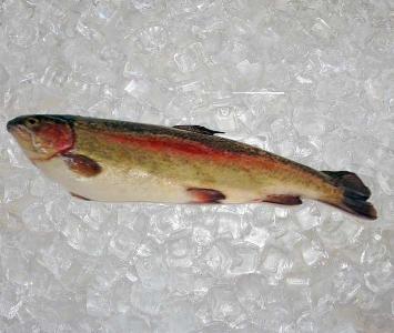Rainbow Trout