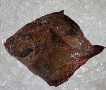 Turbot 