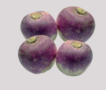 Turnip - Round