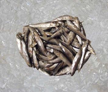 Whitebait / Friture