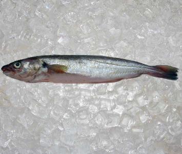 Whiting