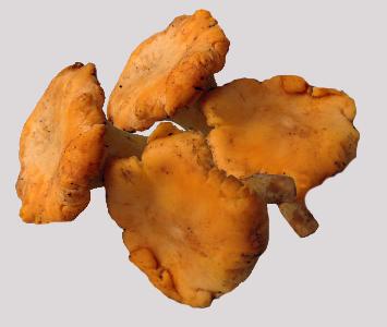 Yellow Chantarelle Mushrooms